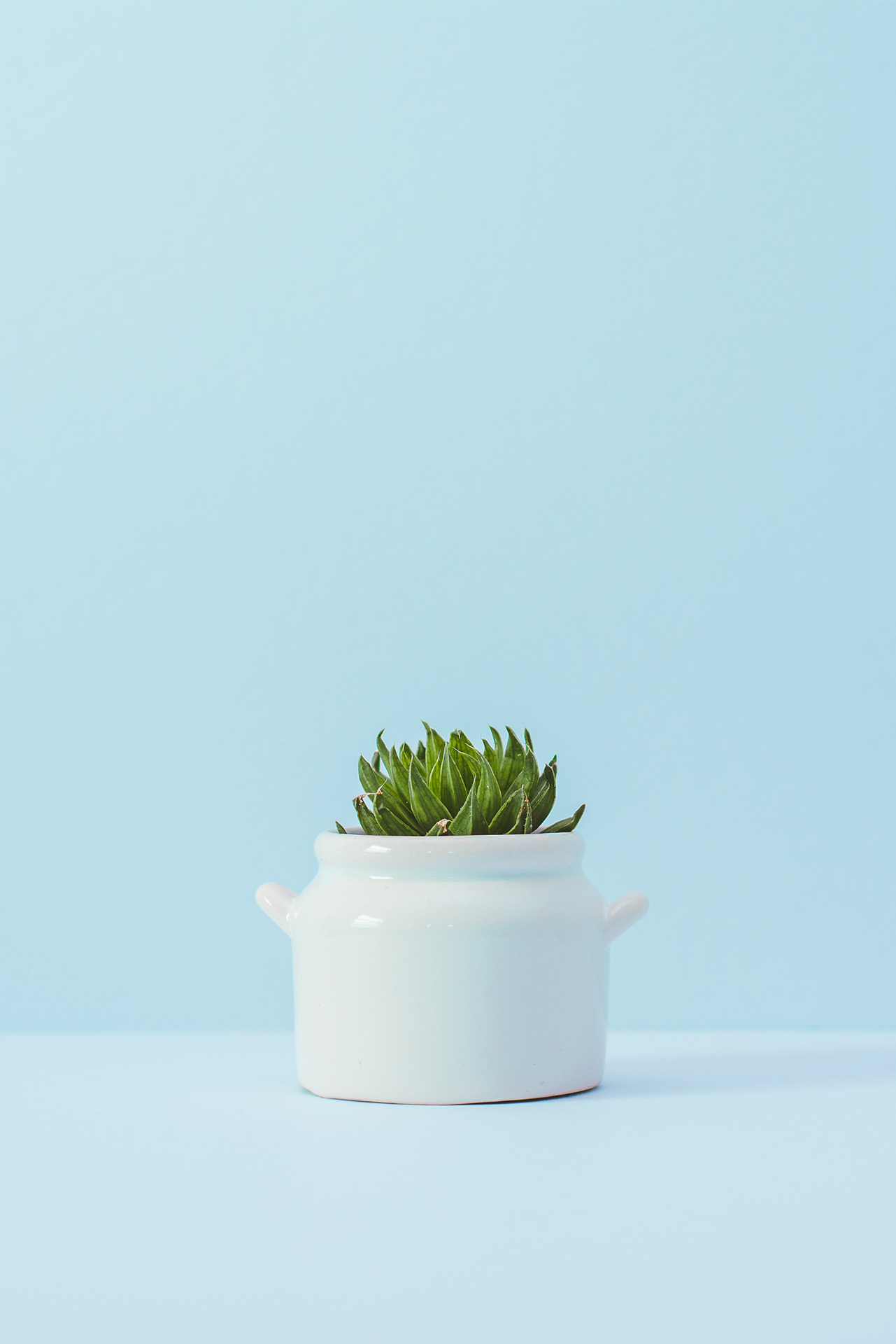 Plant Succulent in een witte pot tegen een lichtblauwe achtergrond