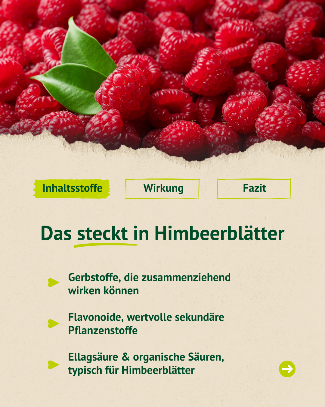 Infografik mit frischen Himbeeren und Überblick zu Inhaltsstoffen von Himbeerblättern wie Gerbstoffen, Flavonoiden und organischen Säuren.