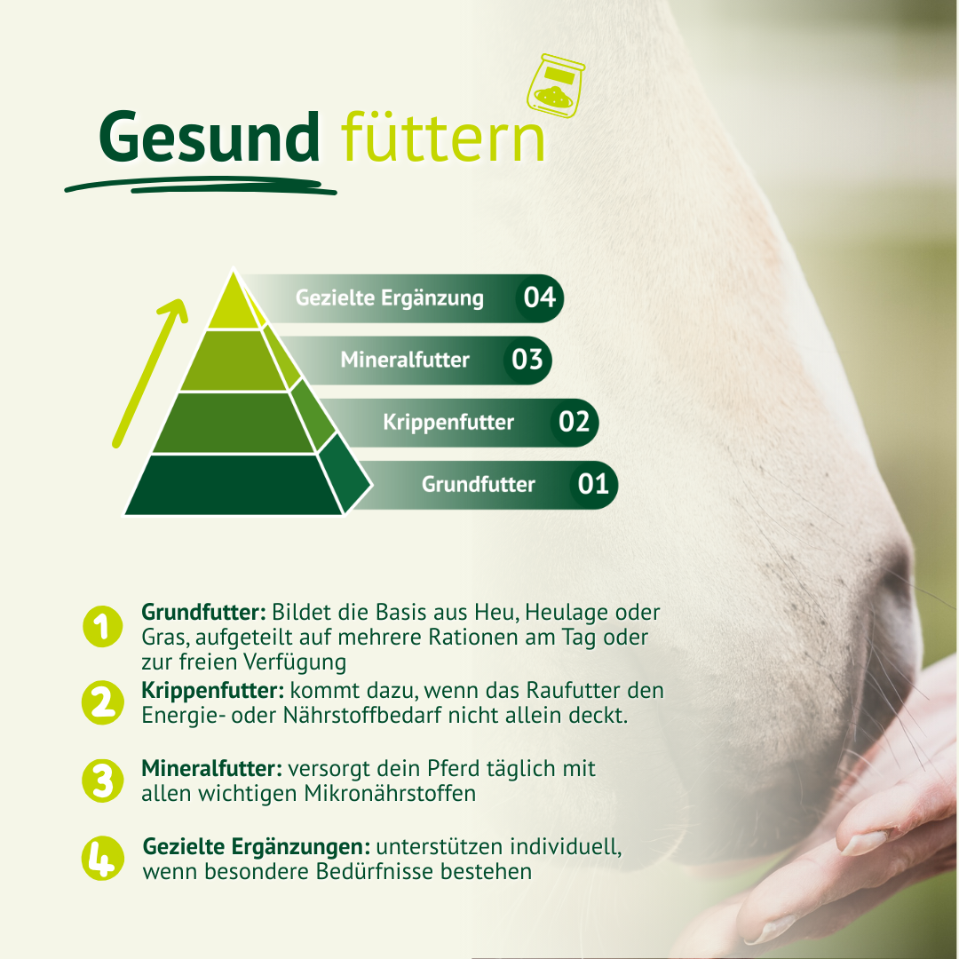 Grafische Darstellung der Fütterungsschritte unter dem Titel „Gesund füttern“: 1. Grundfutter, 2. Krippenfutter, 3. Mineralfutter, 4. Gezielte Ergänzung.