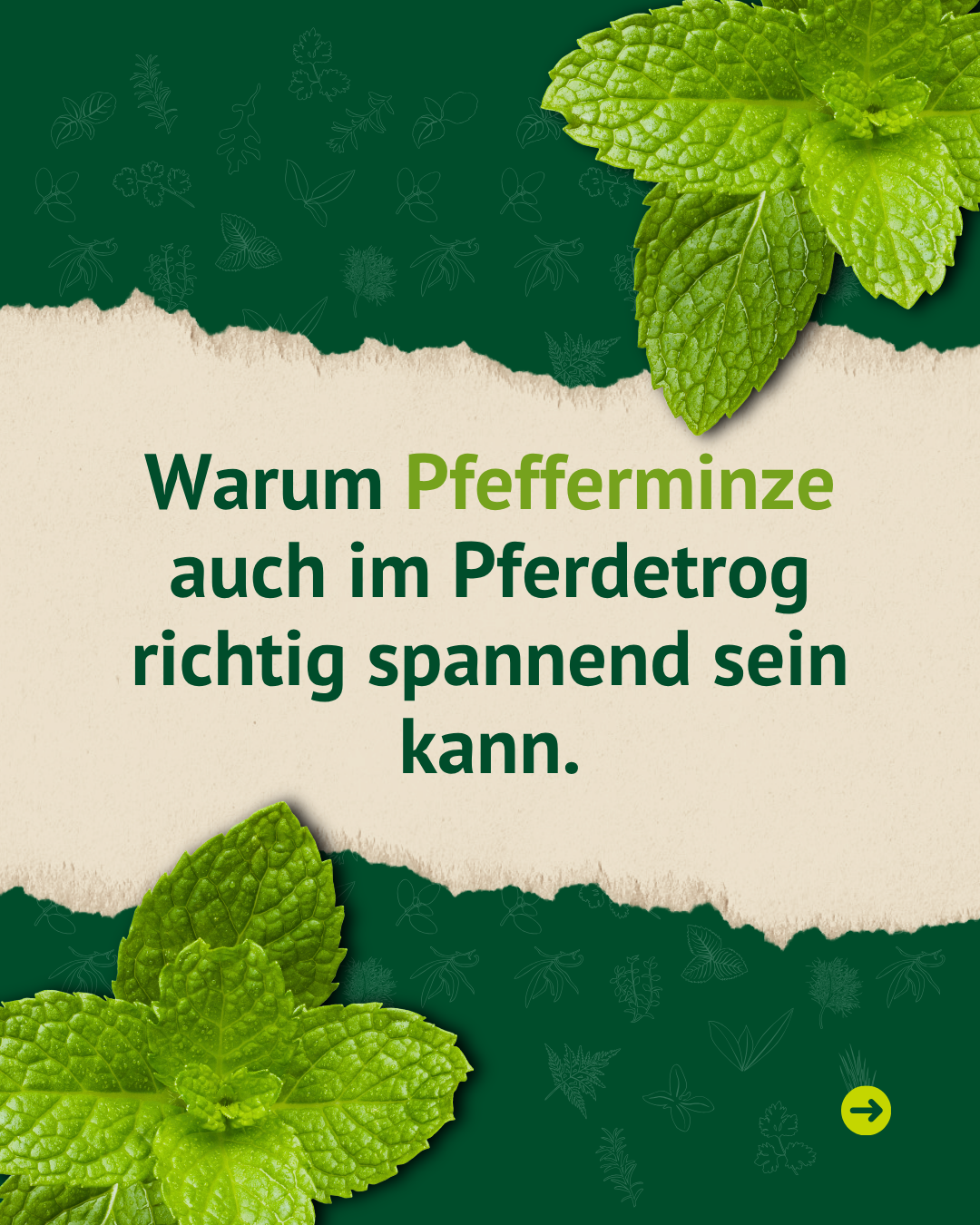 Ankündigung der Kräuterkunde-Reihe mit Pfefferminzblättern und der Frage, warum Pfefferminze auch im Pferdetrog spannend sein kann.