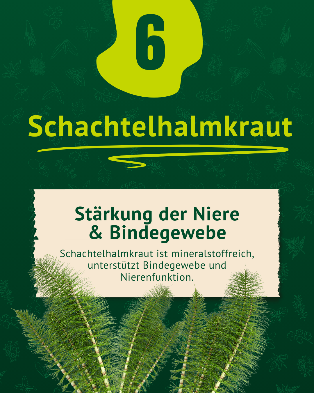 Beschreibung der Eigenschaften von Schachtelhalmkraut inkl. Foto  Beschreibung der Eigenschaften von Schachtelhalmkraut inkl. Foto