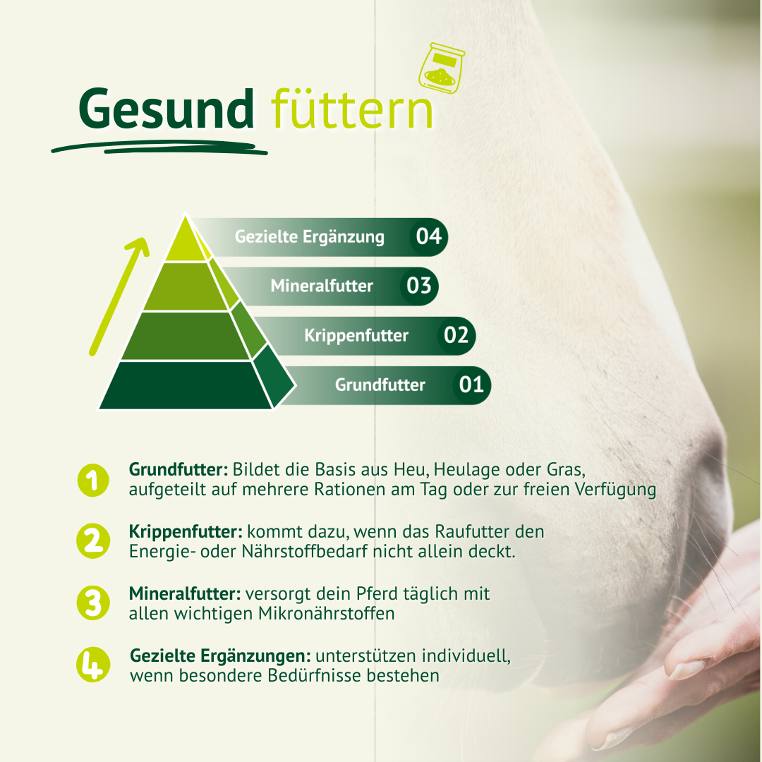 Gesund füttern – Futterpyramide für Pferde mit Grundfutter, Mineralfutter und gezielter Ergänzung.