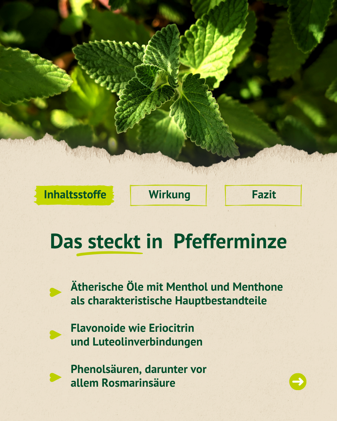 Inhaltsstoffe der Pfefferminze: ätherische Öle mit Menthol und Menthone, Flavonoide wie Eriocitrin und Luteolinverbindungen sowie Phenolsäuren, insbesondere Rosmarinsäure.
