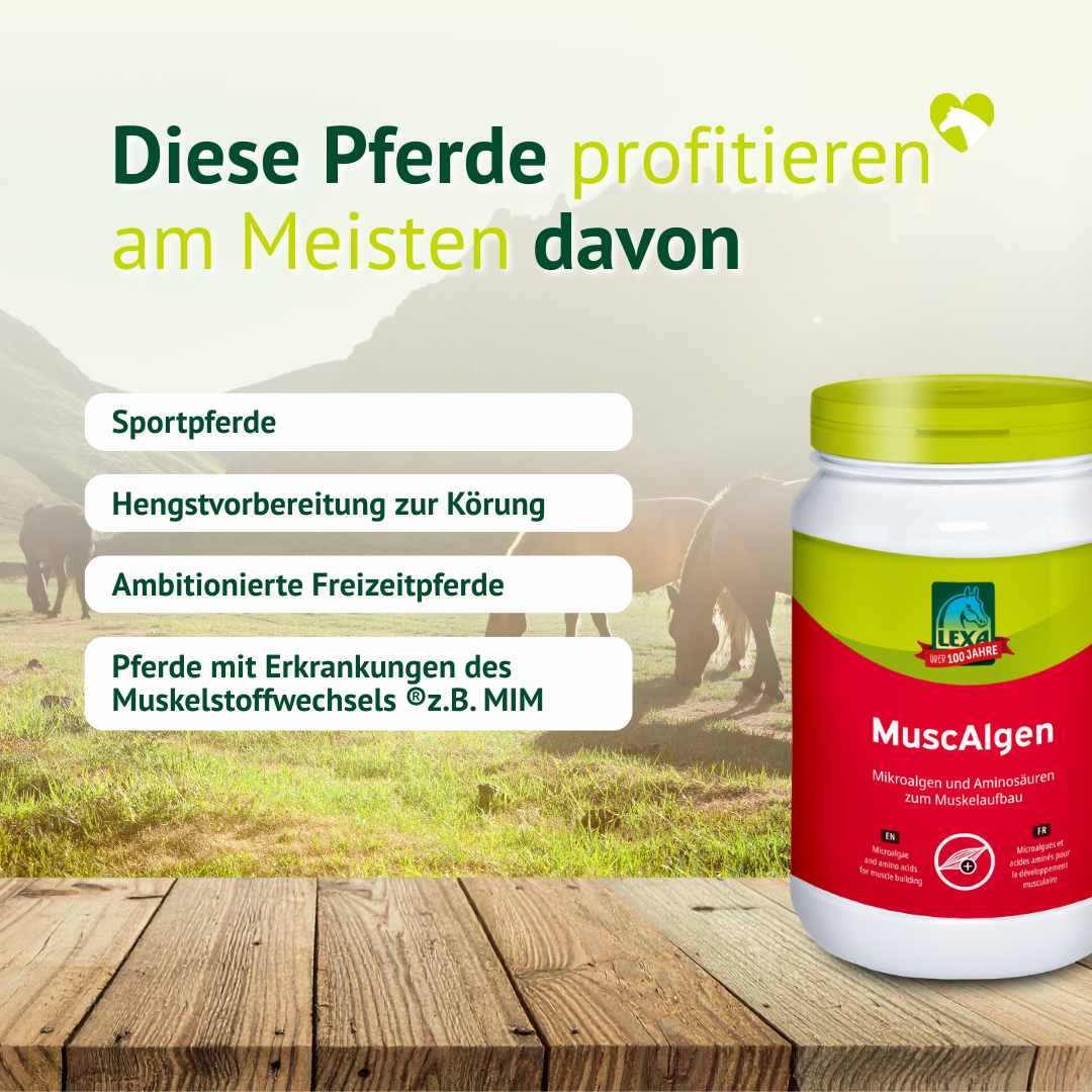 Übersicht geeigneter Pferdetypen für LEXA MuscAlgen wie Sportpferde und aktive Freizeitpferde