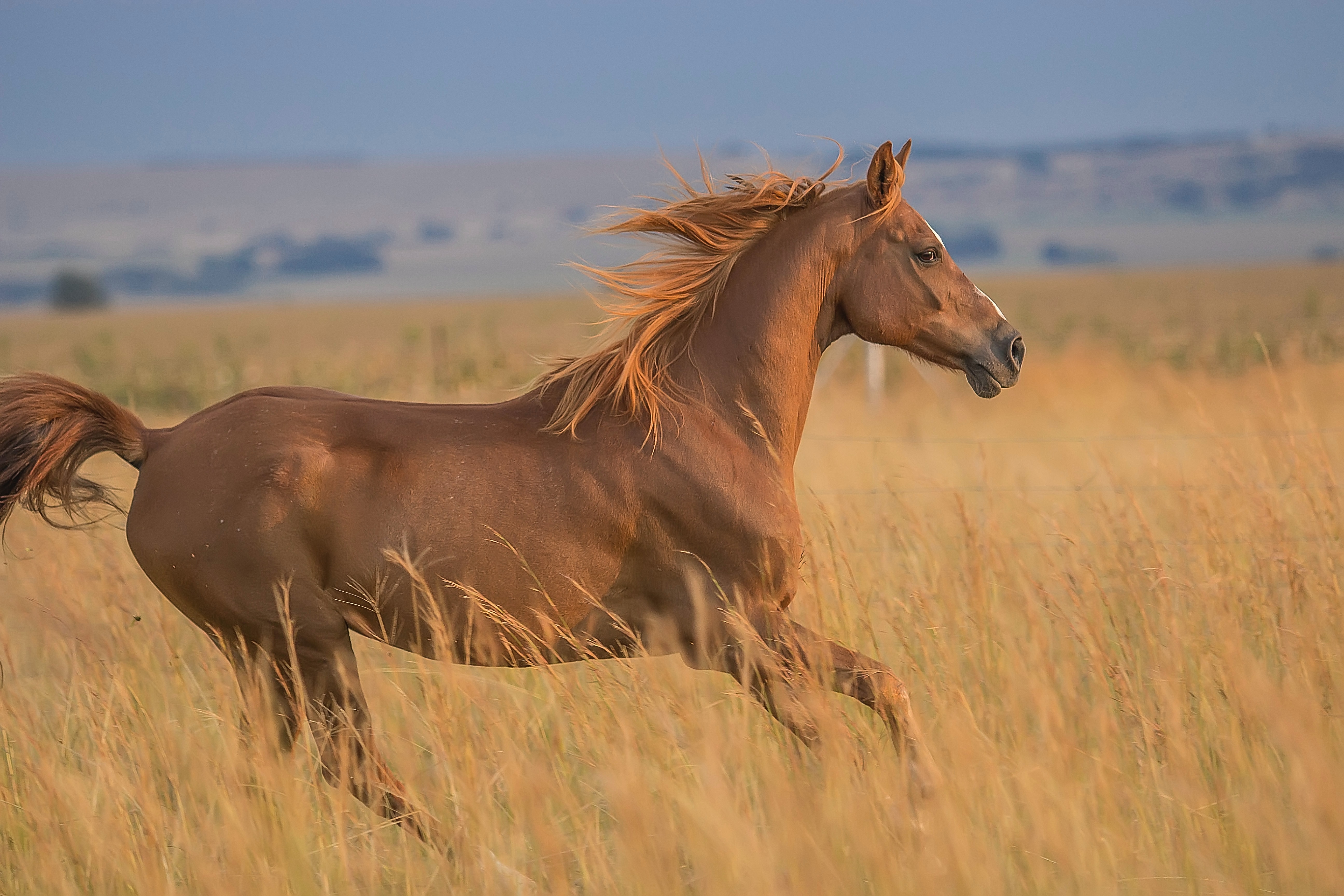 Galoppierendes Pferd in der Natur Kussend Stekels paard