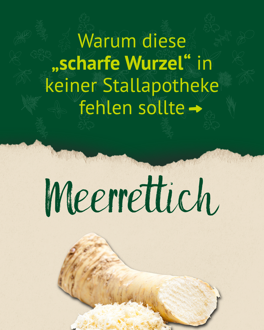 Meerrettich enthält Senföle – wertvolle Inhaltsstoffe für die Pferdefütterung