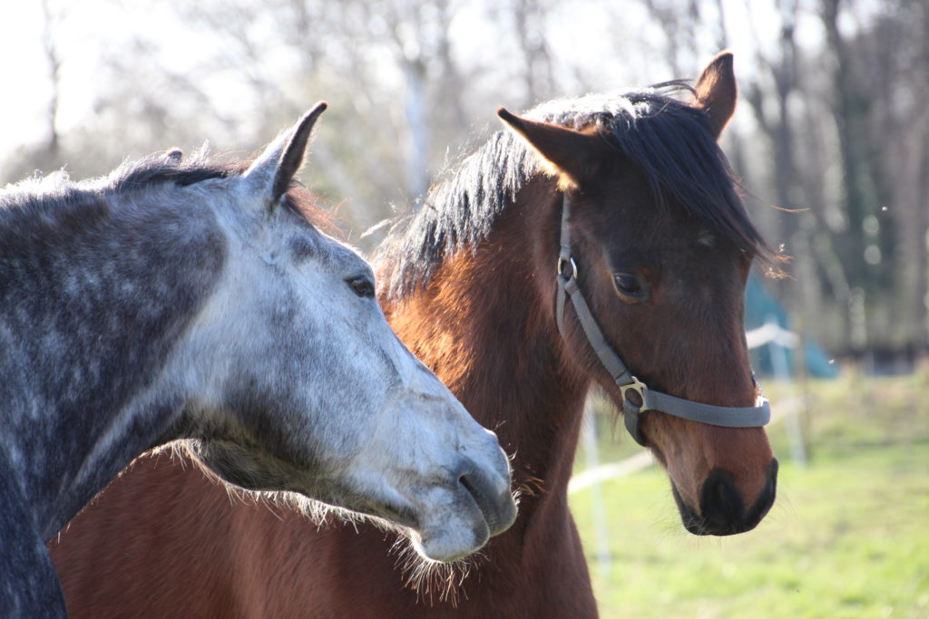 Zwei Pferde im Freien Verandering van paardenvacht: wat te voeren?
