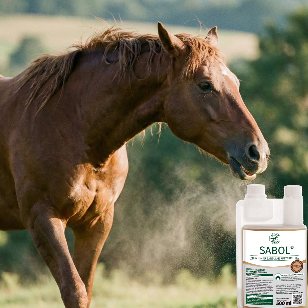 Braunes Pferd im Freien mit ATCOM SABOL zur Unterstützung empfindlicher Atemwege