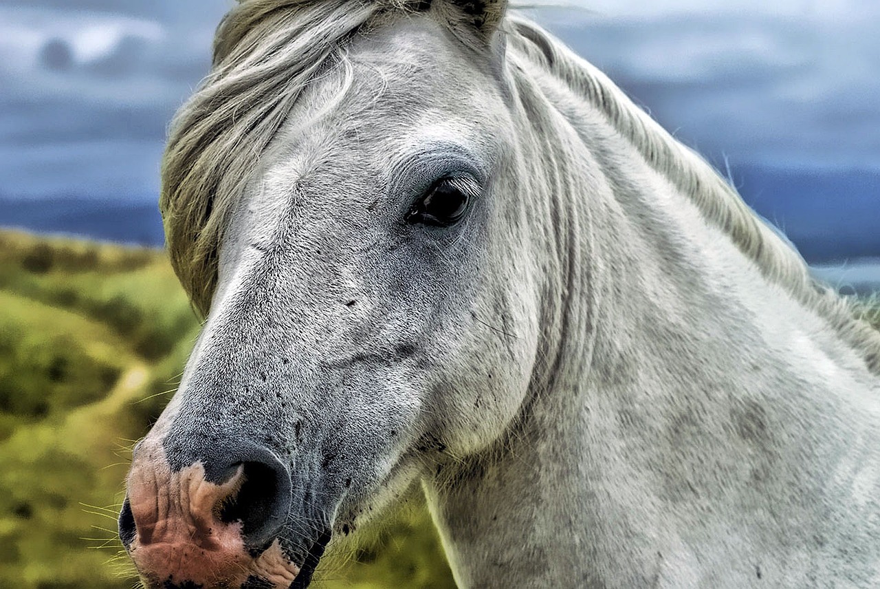 Druze paard