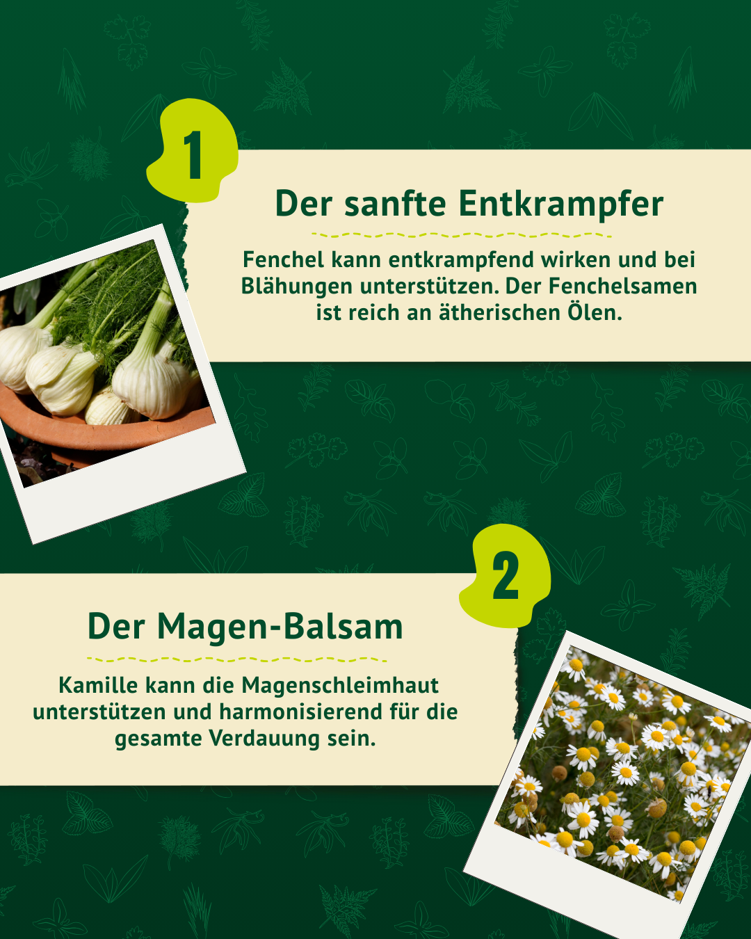 Beschreibung von Fenchel als Entkrampfer und Kamille als harmonisierender Magen-Balsam.