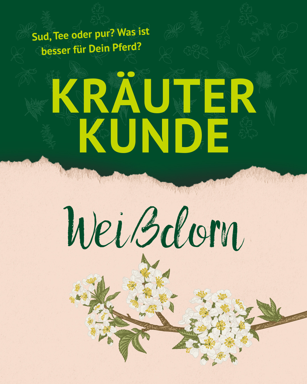 Kräuterkunde Weißdorn 1