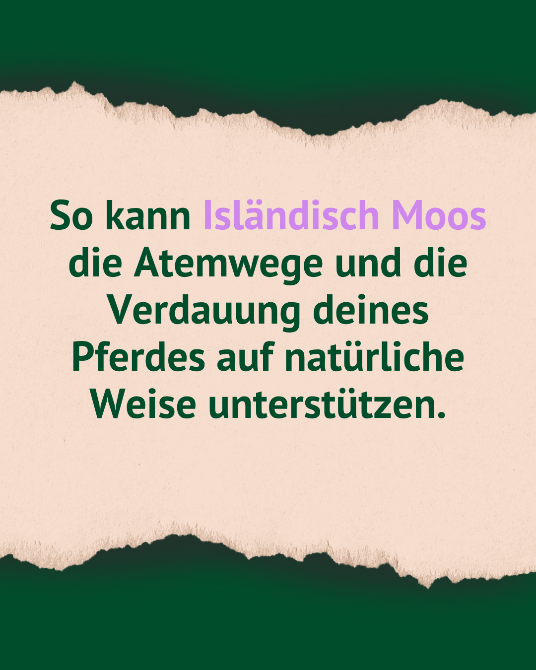 Textfolie: "So kann Isländisch Moos die Atemwege und die Verdauung deines Pferdes auf natürliche Weise unterstützen."