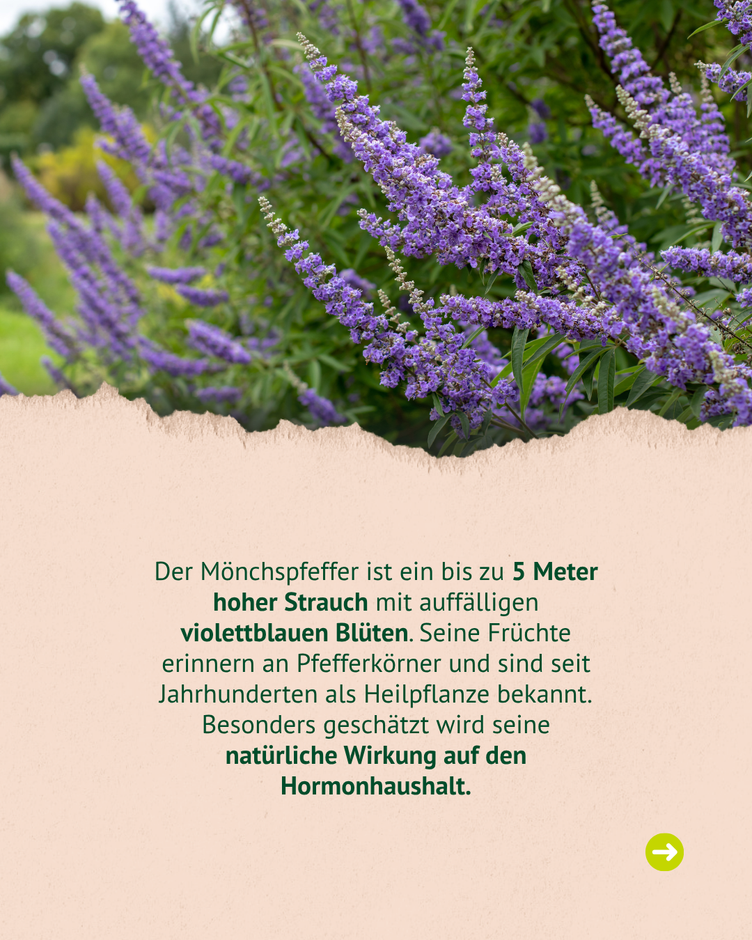 Hintergrundinformationen zum Mönchspfeffer: Bis zu 5 Meter hoher Strauch mit violettblauen Blüten. Seine Früchte erinnern an Pfefferkörner und sind als Heilpflanze bekannt. Wird besonders für seine Wirkung auf den Hormonhaushalt geschätzt.