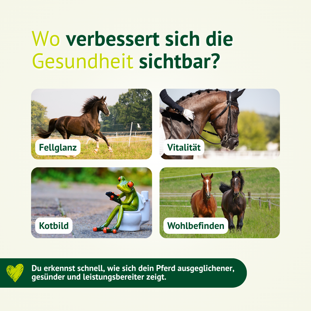 Gesundes Pferd mit glänzendem Fell, Vitalität und Wohlbefinden durch ausgewogene Fütterung