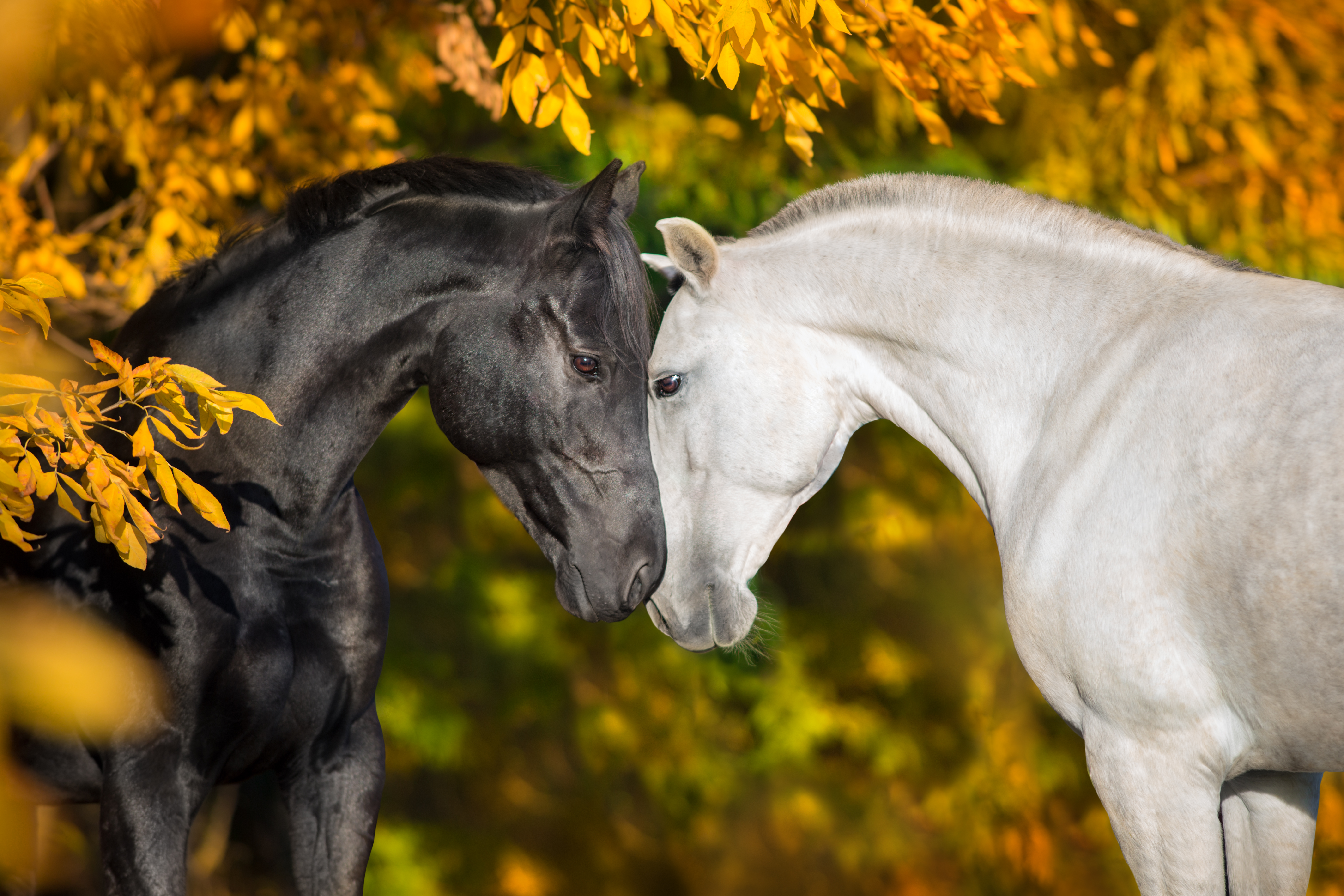 De herfst en zijn speciale vereisten