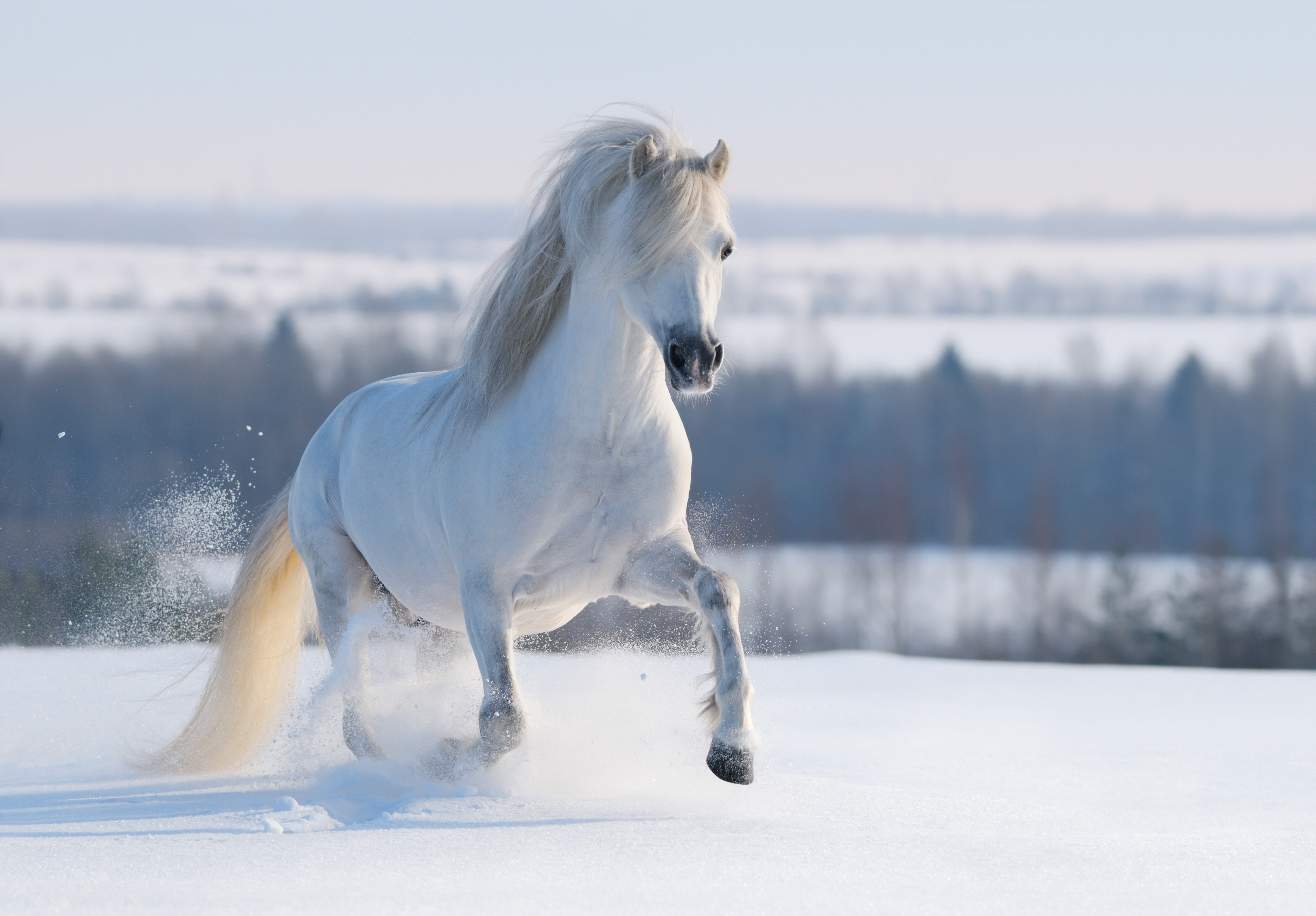 Weißes Pferd im Schnee Ein weißes Pferd galoppiert durch den Schnee, mit einer majestätischen Mähne im Wind.