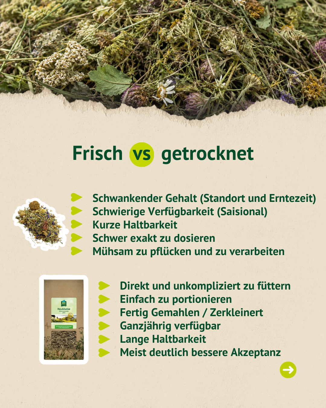 Infografik, die frische und getrocknete Heublumen vergleicht und Vorteile wie einfache Portionierung, lange Haltbarkeit und bessere Akzeptanz zeigt.