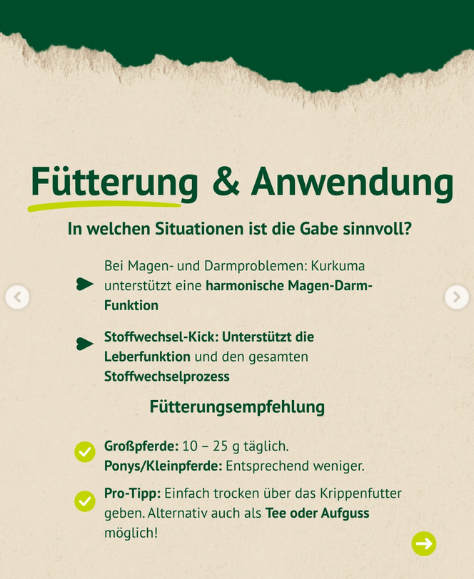 Infografik zu Fütterung und Anwendung von Kurkuma bei Pferden. Empfohlen bei Magen-Darm-Problemen und zur Unterstützung der Leberfunktion. Die Dosierung wird für Großpferde mit 10 bis 25 Gramm täglich angegeben; Ponys erhalten entsprechend weniger.