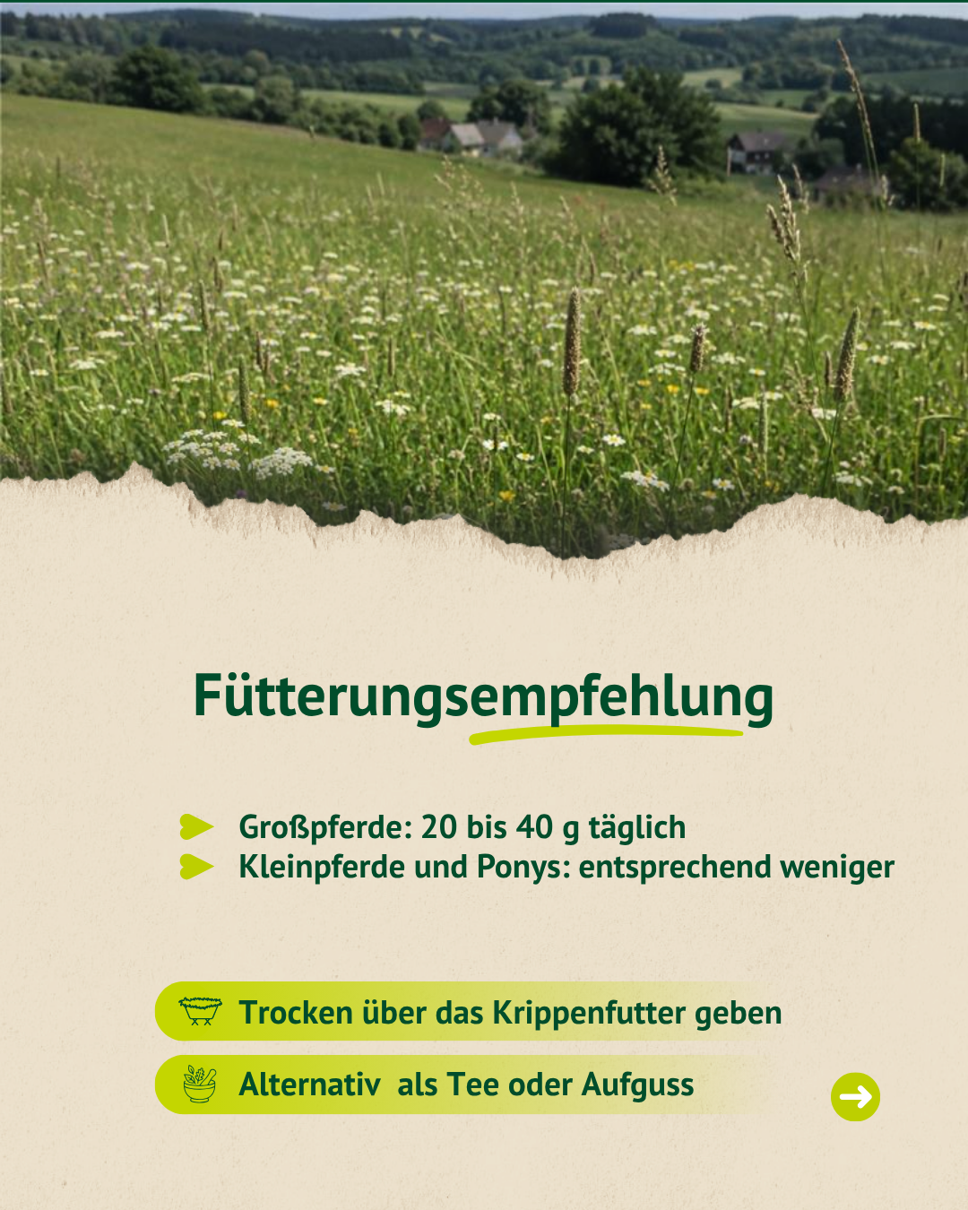 Blühende Wiese mit Fütterungsempfehlung für Heublumen: Großpferde 20 bis 40 Gramm täglich, trocken oder als Tee bzw. Aufguss.