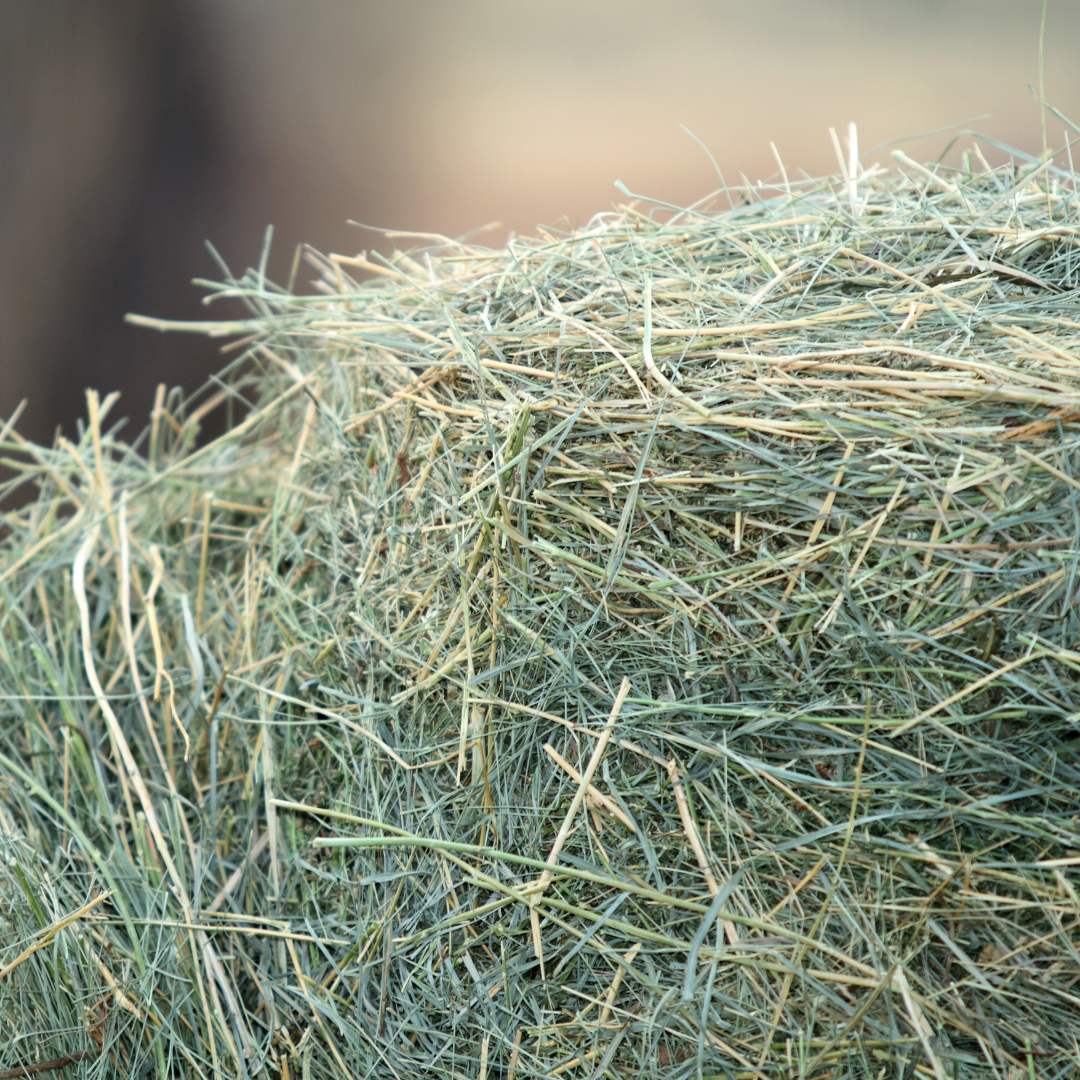 Getrocknetes Heu Ein Haufen von getrocknetem Heu, grünlich-braun, in einer natürlichen Umgebung.