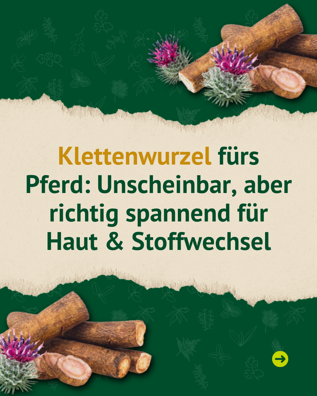 Klettenwurzel und Klettenblüten mit Überschrift „Klettenwurzel fürs Pferd: Unscheinbar, aber richtig spannend für Haut & Stoffwechsel“.