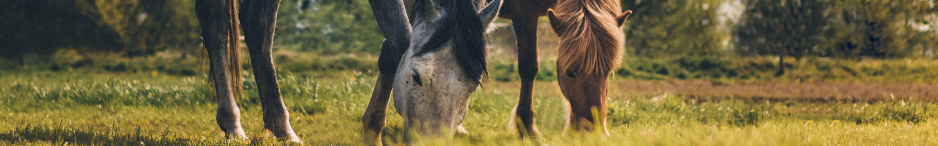 Bild mit zwei Pferden einem Schimmel und einem Isländer die auf einer Weise grasen