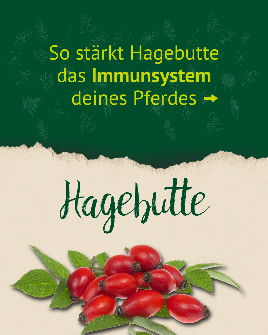 Hagebuttenfrüchte mit Blättern unter dem Text 'So stärkt Hagebutte das Immunsystem deines Pferdes