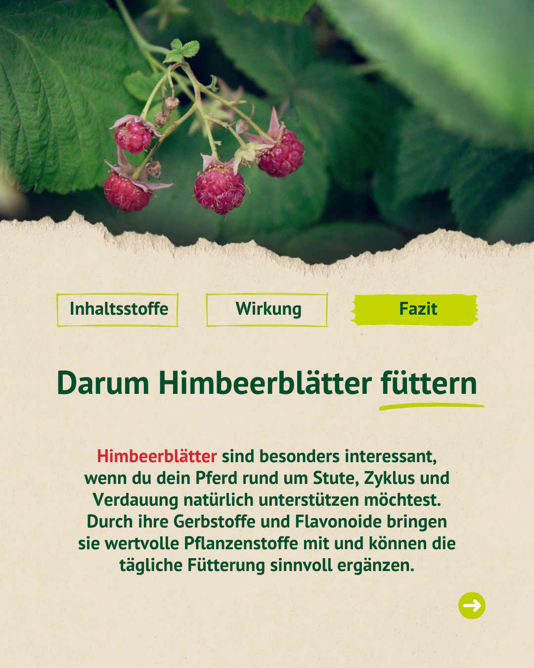 Grafik mit unreifen Himbeeren und Erklärung, warum Himbeerblätter als natürliche Ergänzung in der Pferdefütterung interessant sein können.
