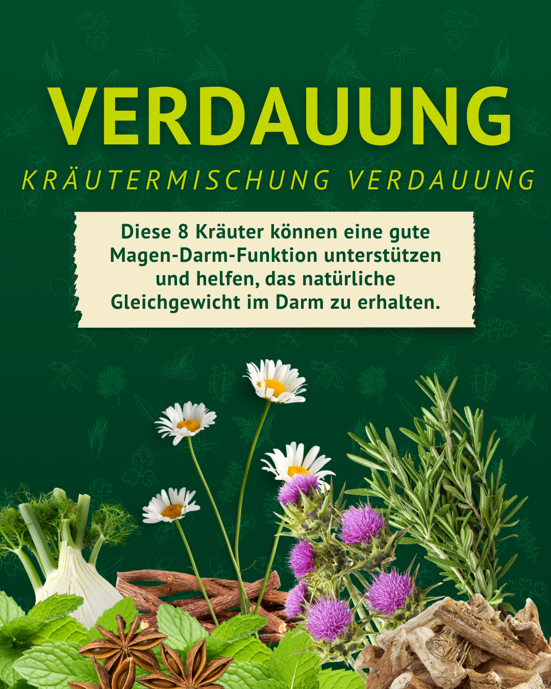 Titelbild „Kräutermischung Verdauung“ mit Illustrationen verschiedener Kräuter für eine gute Magen-Darm-Funktion.