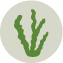 Alge als Symbol für EPA- und DHA-Fettsäuren aus Algen.