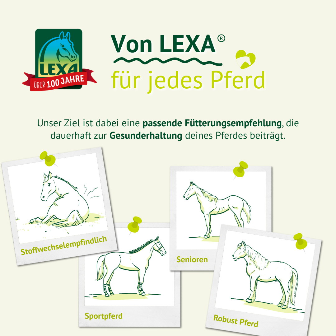Illustration verschiedener Pferdetypen (Stoffwechselempfindlich, Sportpferd, Senior, Robustpferd) für die LEXA individuelle Fütterungsempfehlungen anbietet.
