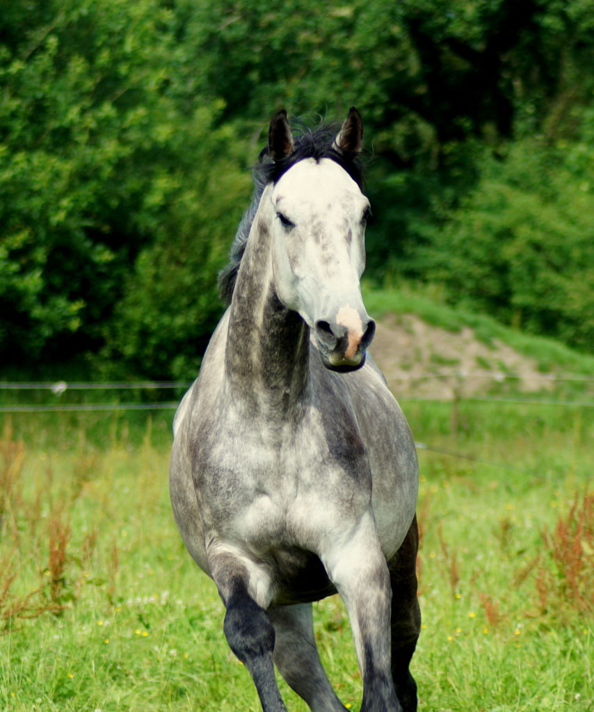Pferd bei einer bedarfsgerechten getreidefreien Fütterung