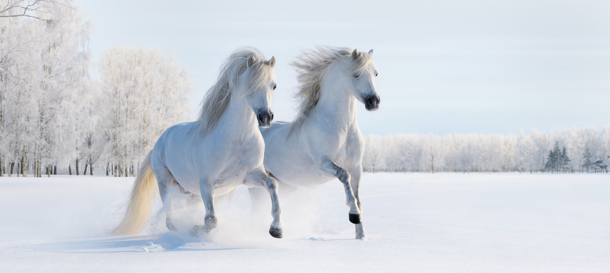 Ondergewicht paard: bijvullen in de winter