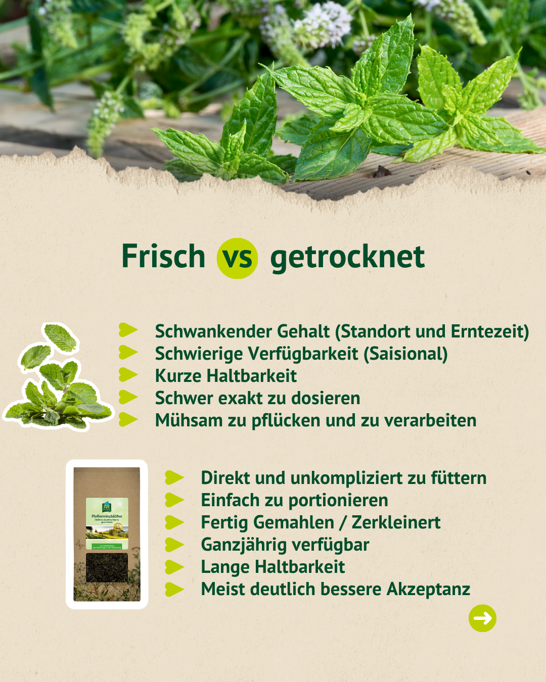 Vergleich von frischer und getrockneter Pfefferminze: Getrocknete Blätter sind leichter zu dosieren, fertig zerkleinert, ganzjährig verfügbar, lange haltbar und werden meist besser akzeptiert.