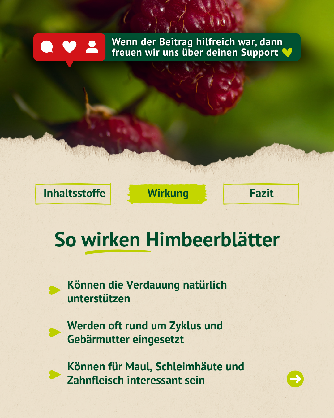 Infografik zur möglichen Wirkung von Himbeerblättern bei Pferden, unter anderem zur Unterstützung der Verdauung und rund um Zyklus und Gebärmutter.