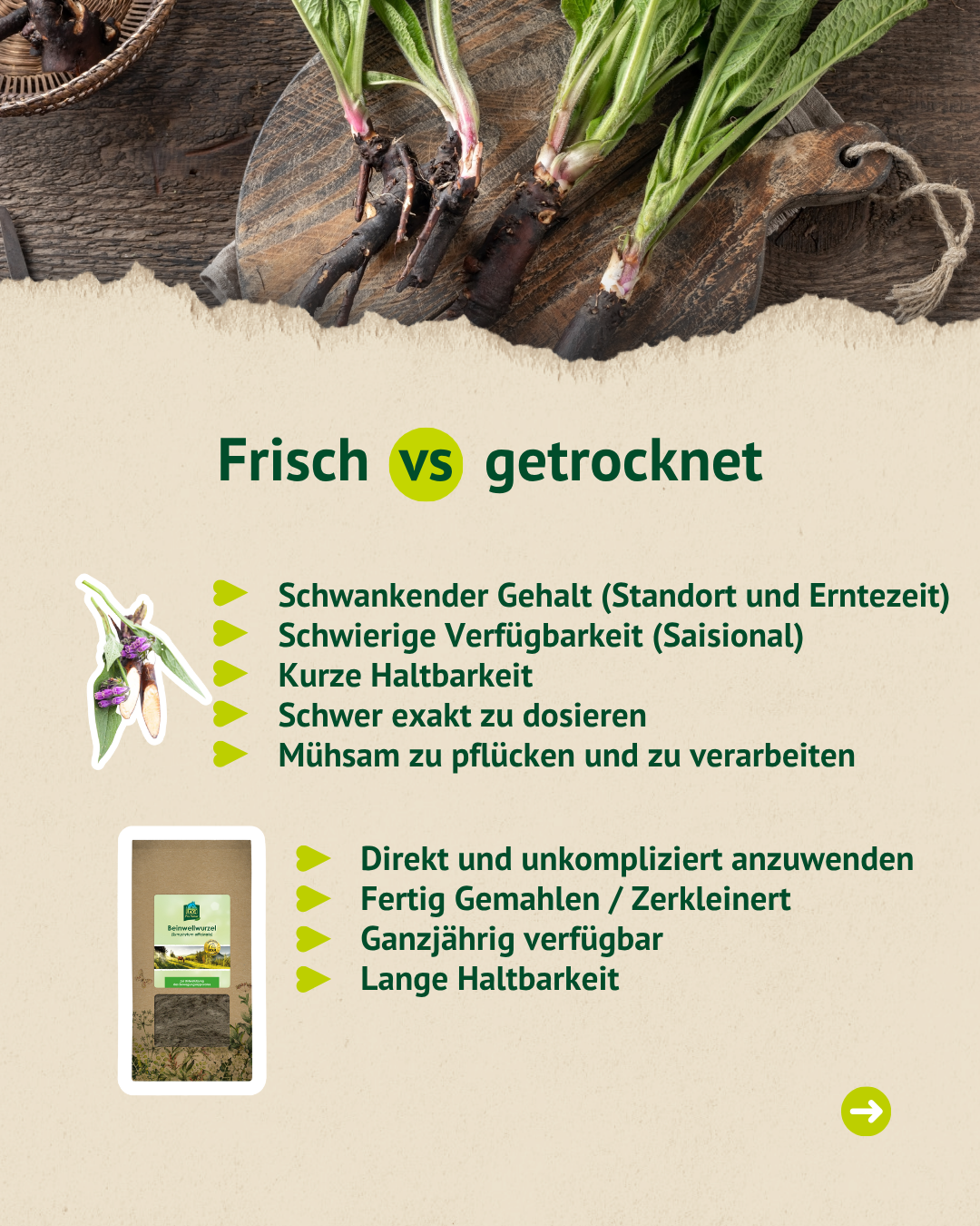Infografik mit Vergleich von frischer und getrockneter Beinwellwurzel sowie Vorteilen der getrockneten Anwendung.