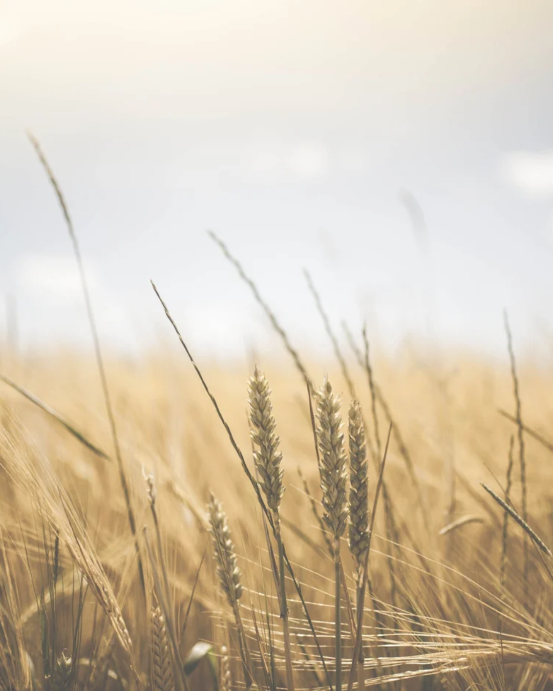 Feld mit Gerstenpflanzen und  Himmel als Hintergrund