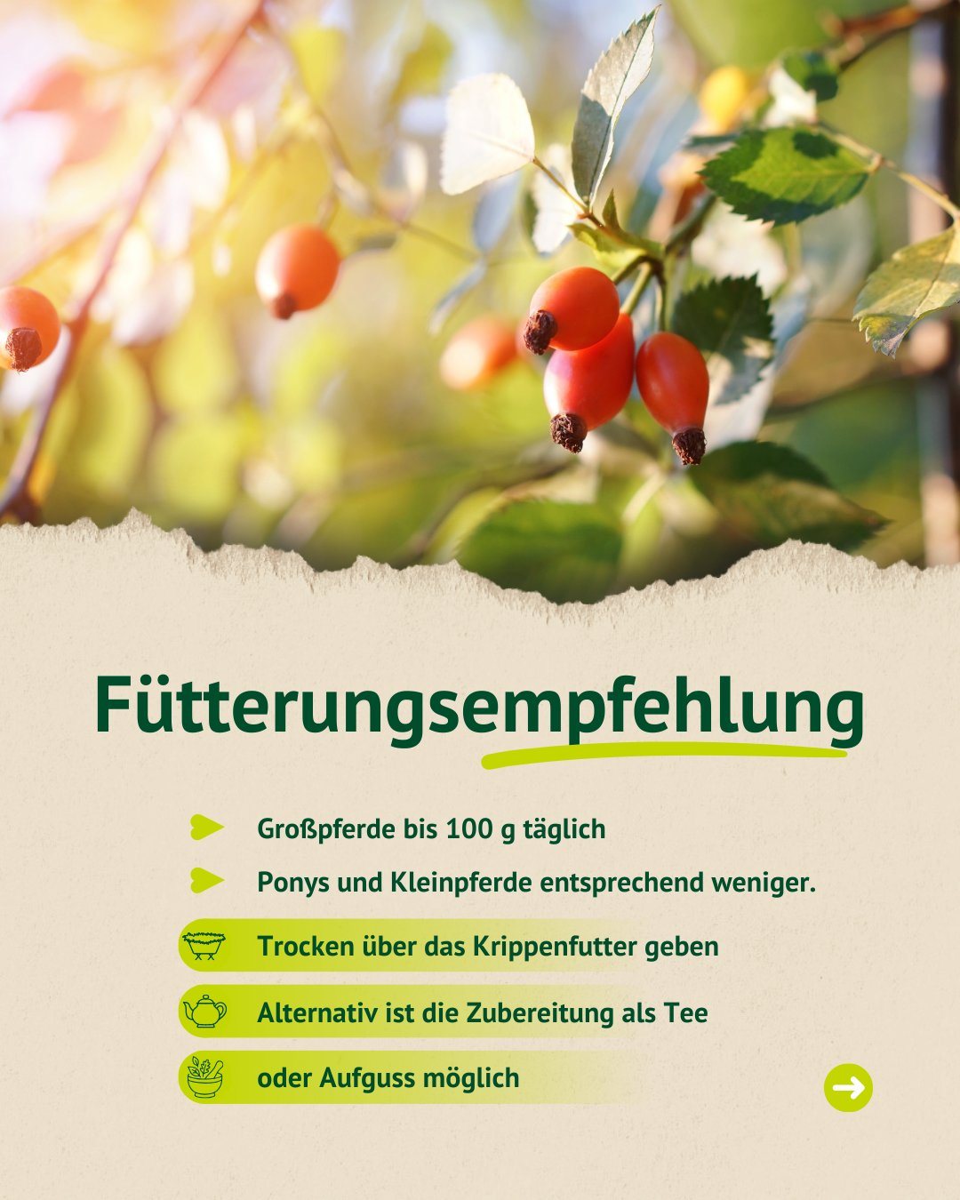 Nahaufnahme von Hagebutten an einem Zweig mit grünem Laub und Sonnenlicht im Hintergrund, darunter Text mit Fütterungsempfehlung für Pferde