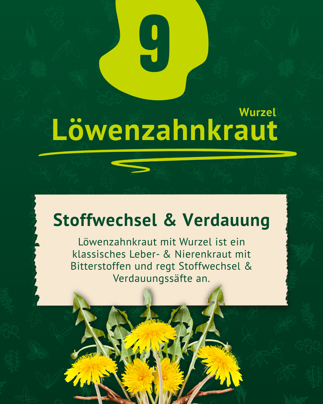 Beschreibung der Eigenschaften v. Löwenzahnkraut  inkl. Foto Beschreibung der Eigenschaften v. Löwenzahnkraut  inkl. Foto