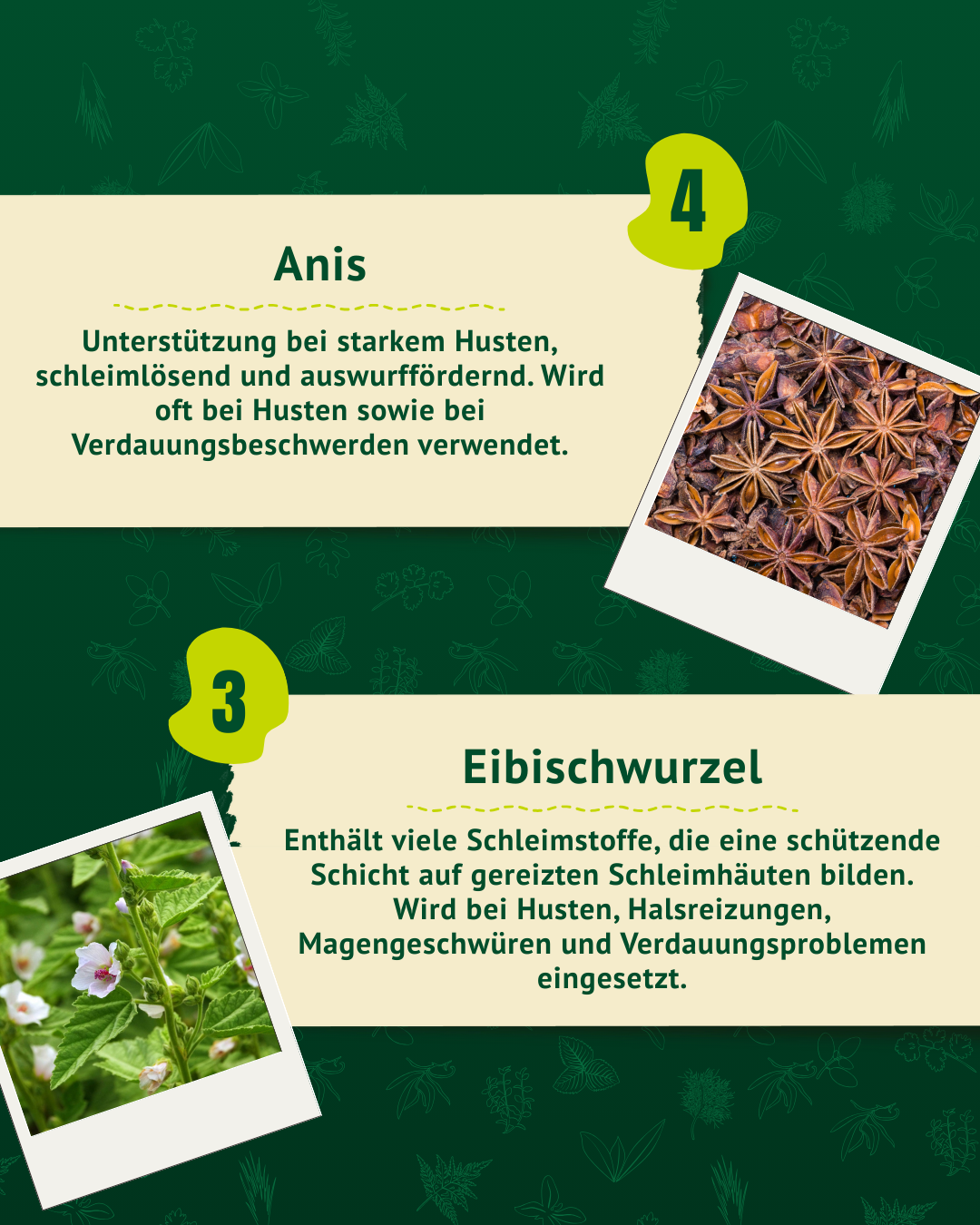 Nahaufnahme von Anis mit achtzackigen, braunen Fruchtständen und Nahaufnahme von Eibischpflanze mit grünen Blättern und weißen Blüten.