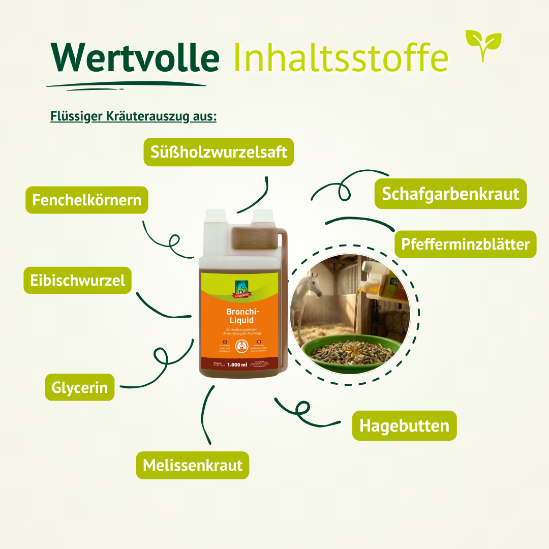 Inhaltsstoffe von Bronchi Liquid wie Süßholzwurzel, Fenchel, Pfefferminze und Hagebutte – bewährte Kräuter für die Atemwege.