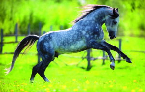 Springendes graues Pferd auf Wiese Je paard goed laten grazen
