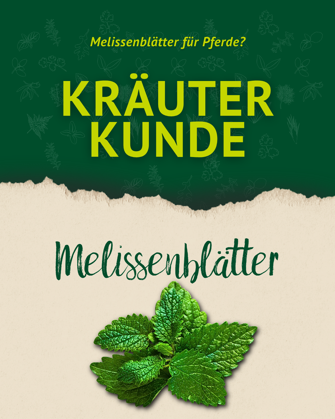 Grafik zur Kräuterkunde mit dem Thema Melissenblätter für Pferde, gestaltet in Grün- und Naturtönen mit Melissenblättern als Illustration.