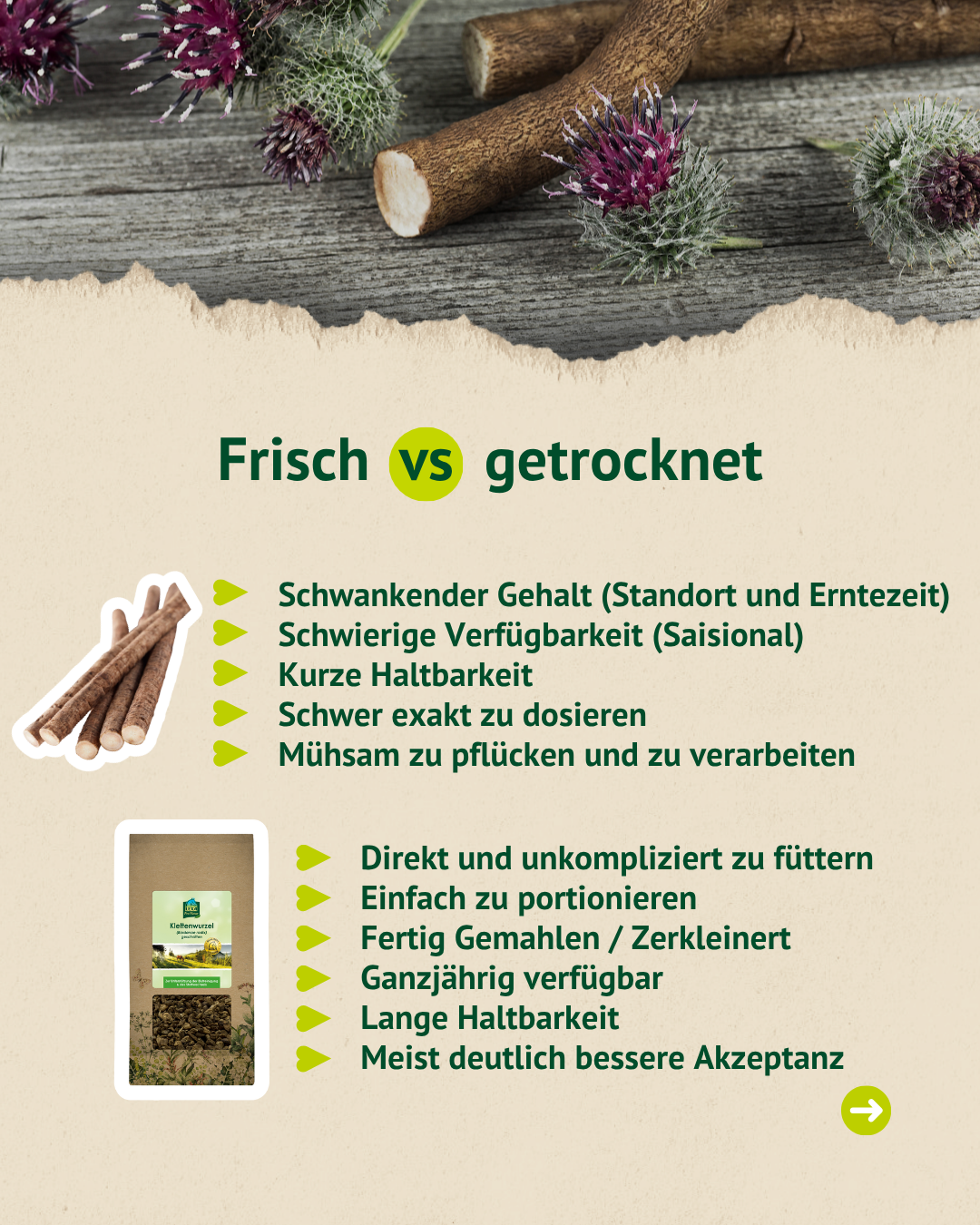 Vergleich zwischen frischer und getrockneter Klettenwurzel mit Vorteilen der getrockneten Variante für Fütterung, Dosierung und Lagerung.