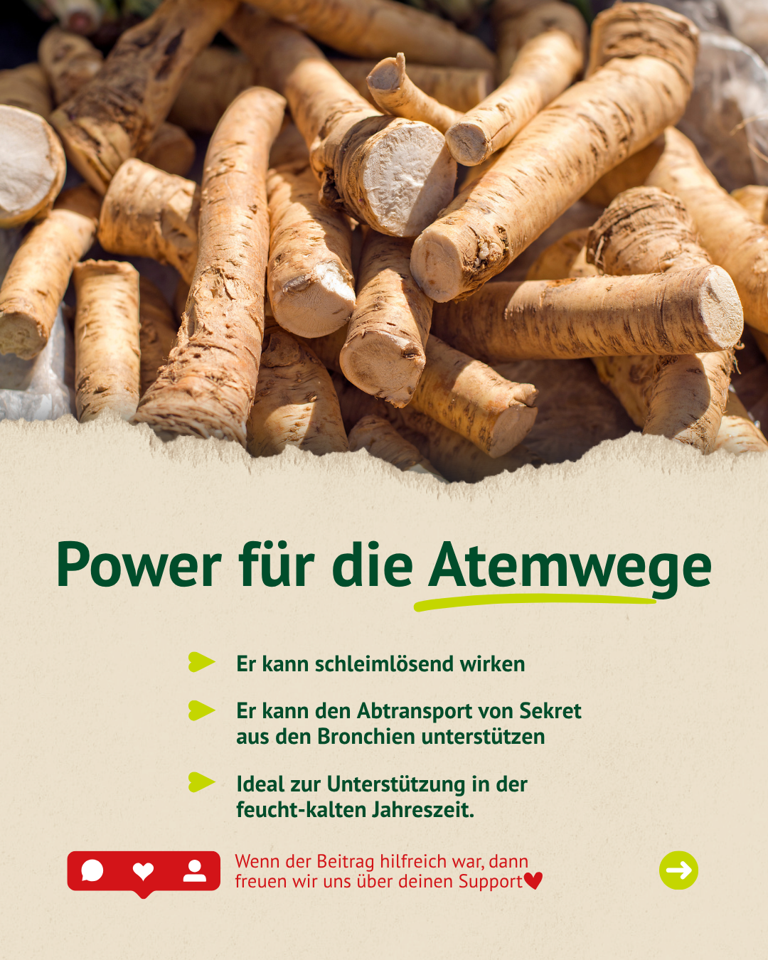 Meerrettich kann die Atemwege deines Pferdes unterstützen und das Wohlbefinden fördern