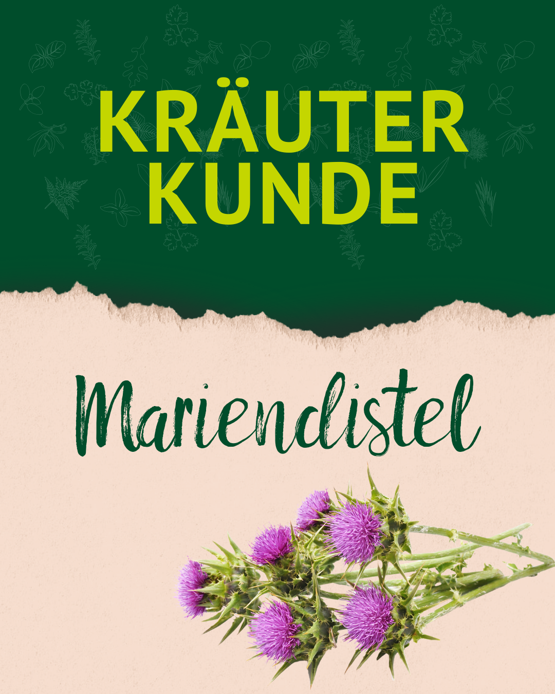 1. Post der Mariendistel von unserer Kräuterkunde
