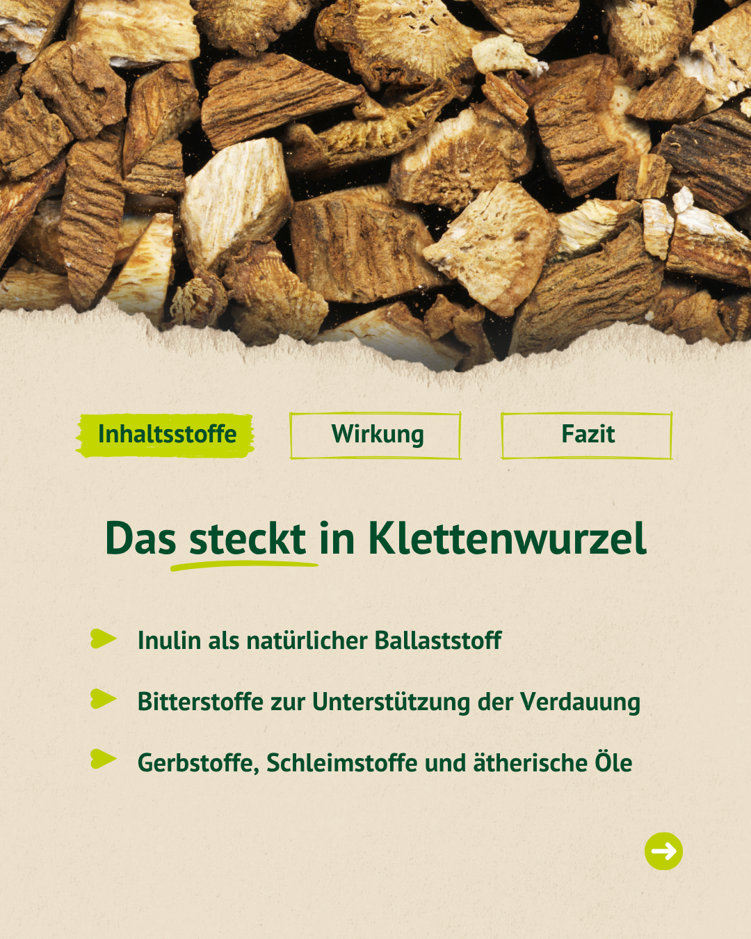 Infografik zu Inhaltsstoffen der Klettenwurzel mit Hinweisen auf Inulin, Bitterstoffe sowie Gerbstoffe, Schleimstoffe und ätherische Öle.