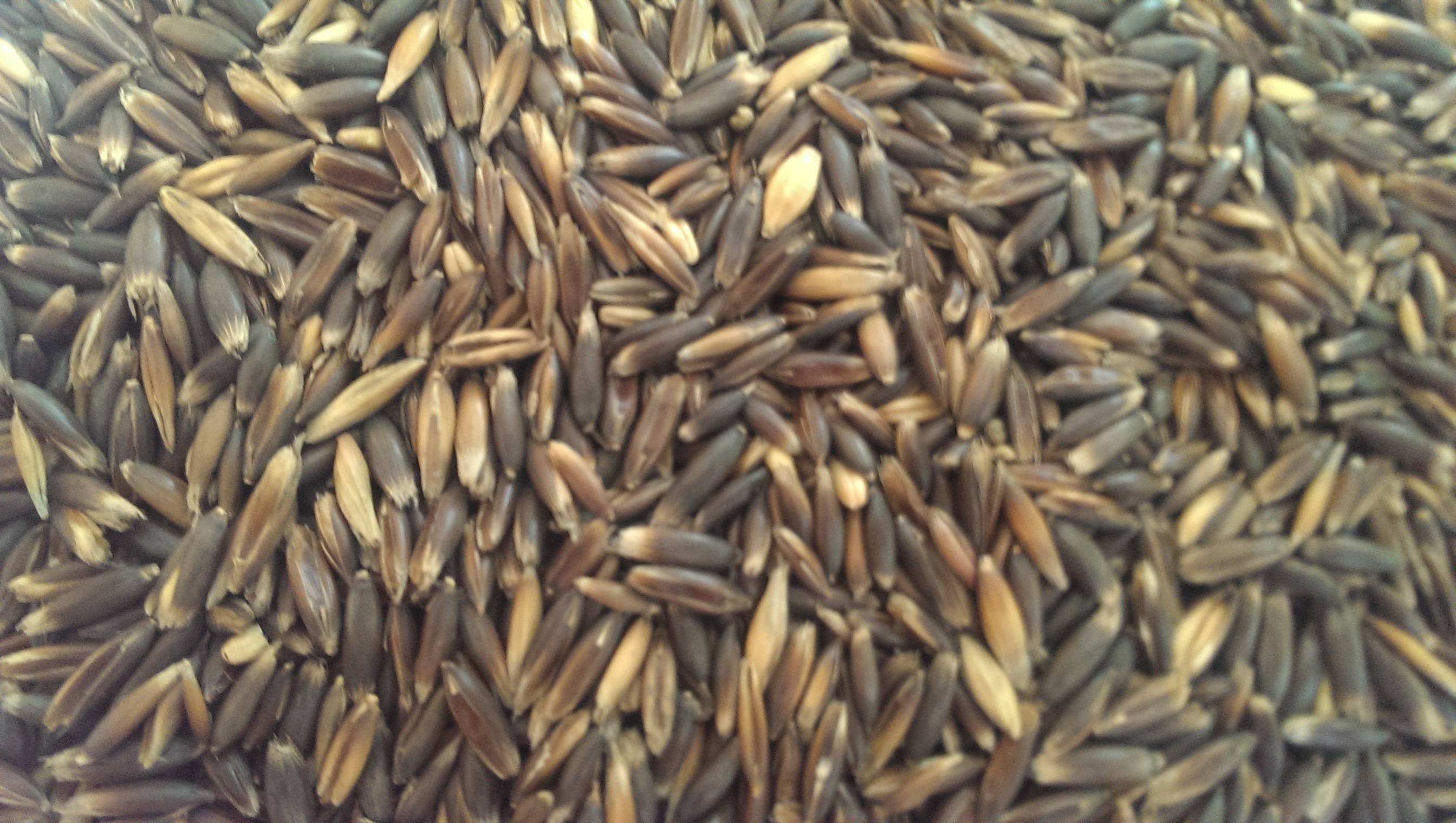 Dunkle Samen Eine Vielzahl von dunklen Samen, die eng beieinander liegen, mit unterschiedlichen Farbtönen von Braun und Schwarz.