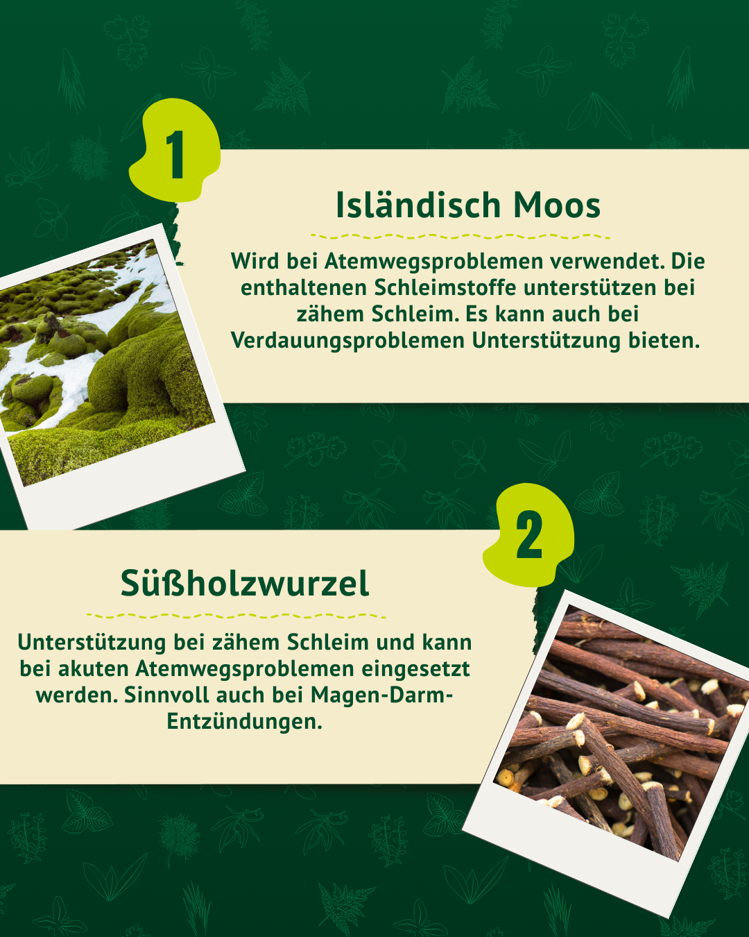 Links oben ein Foto von grünem, moosbedecktem Felsen. Rechts unten ein Foto von braunen, dünnen Süßholzstängeln mit Rinde.