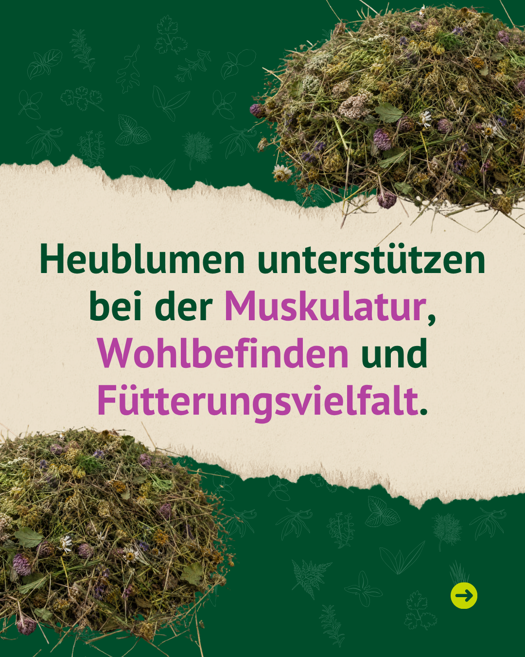 Grafik mit getrockneten Heublumen und dem Hinweis, dass Heublumen Muskulatur, Wohlbefinden und Fütterungsvielfalt beim Pferd unterstützen können.